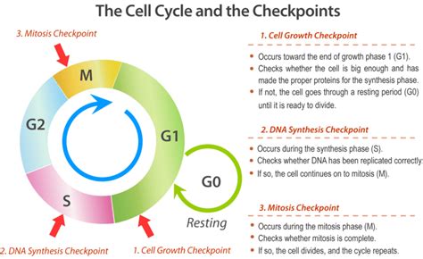 3.21: Cell Cycle and Cell Division - Biology LibreTexts