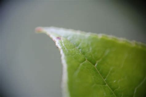 Free stock photo of green, macro, macro photo