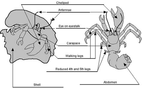 Hermit Crabs ~ New Jersey Scuba Diving