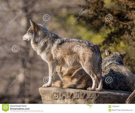 Wolf Pack Leader Looking for Prey at Brookfield Zoo Stock Photo - Image ...