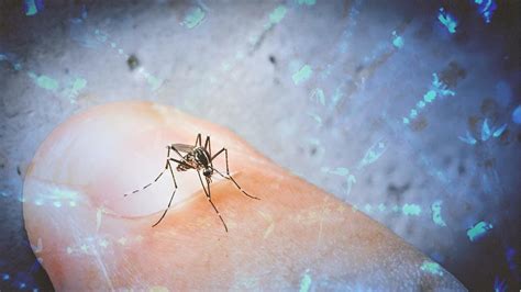 Nyamuk hasil rekayasa genetika dapat membasmi malaria, begini caranya