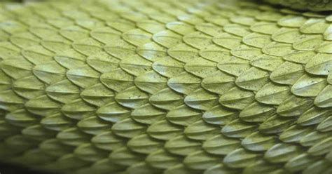 Reptiles0012 - Free Background Texture - snake reptile scales scale ...