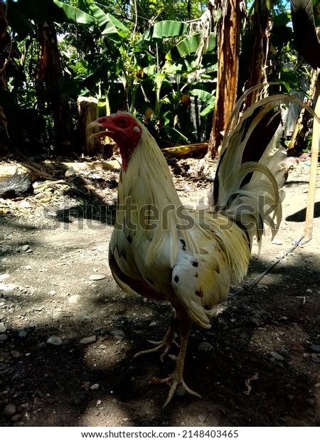 White Gamecock Rooster Ground Stock Photo 2148403465 | Shutterstock