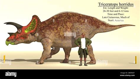 Size reference chart of a Triceratops horridus dinosaur Stock Photo - Alamy