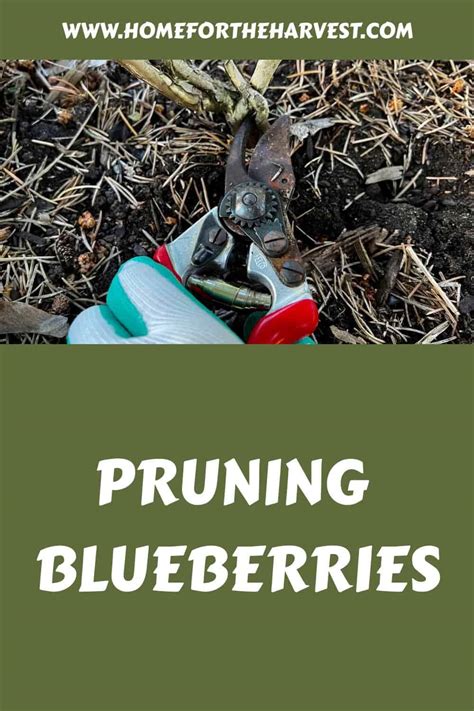 Pruning blueberries 🫐 ️ Enhancing yields with the right cuts