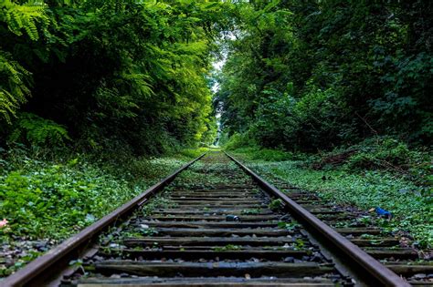 Gray railway, railway, forest, plants HD wallpaper | Wallpaper Flare