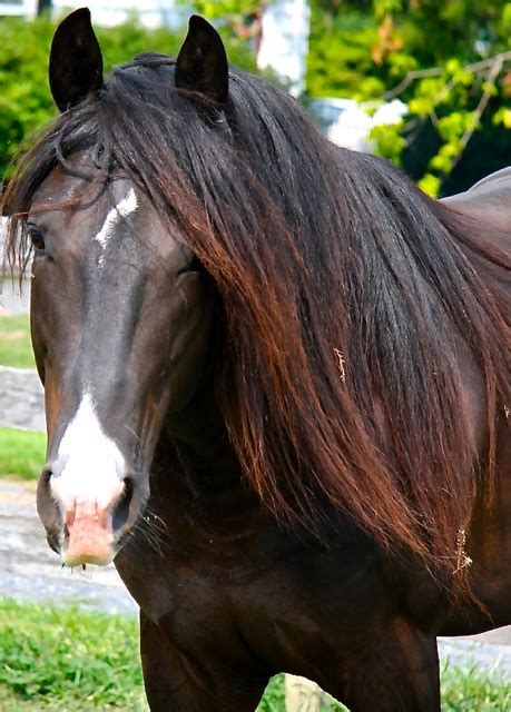 Kentucky Mountain Saddle Horse - Alchetron, the free social encyclopedia