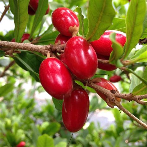 Miracle Fruit Berry Tree, Synsepalum Dulcificum – Eureka Farms