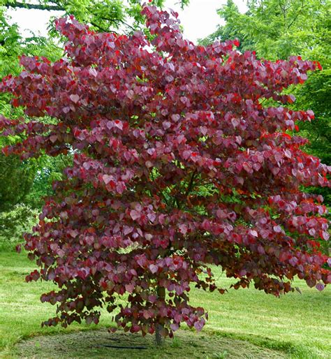 Photo #64584 | Cercis canadensis 'Forest Pansy' | plant lust