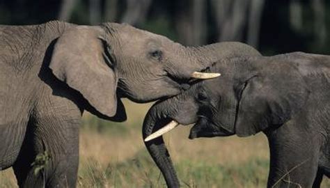 How Do Elephants Show Affection? | Animals - mom.me