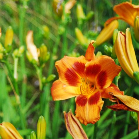 Edible Daylily | Walden Heights Nursery & Orchard