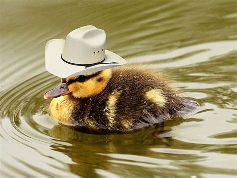 Duck wearing cowboy hat www.redbubble.com | Fotos de patos, Animales bonitos, Cisnes