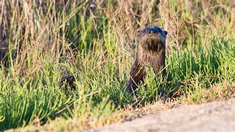 What Animals Are Found In A Marsh - Lockhart Thereenewhe