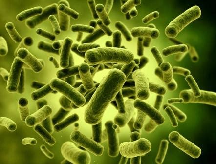 Probiótico Bifidobacterium lactis BB-12 para aliviar el estreñimiento » ESTREÑIMIENTO