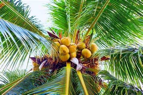 Do Palm Trees Grow Coconuts?