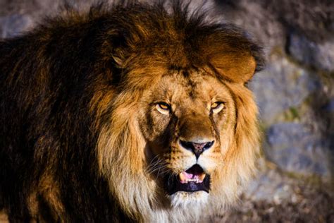 Lion Teeth Stock Photos, Pictures & Royalty-Free Images - iStock