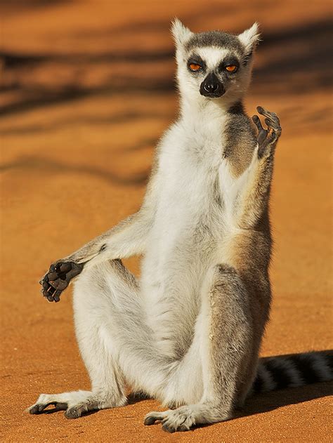 Ring-Tailed Lemur | Sean Crane Photography