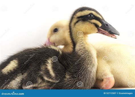 American Pekin Duckling stock image. Image of pekin, brothers - 52712507