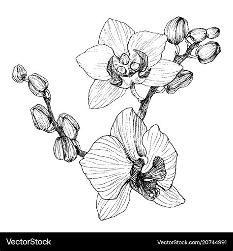 Hand drawn black outline orchid on a white Vector Image