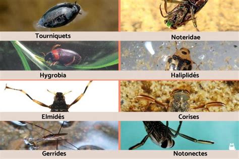 Insecte AQUATIQUE - LISTE et CARACTÉRISTIQUES