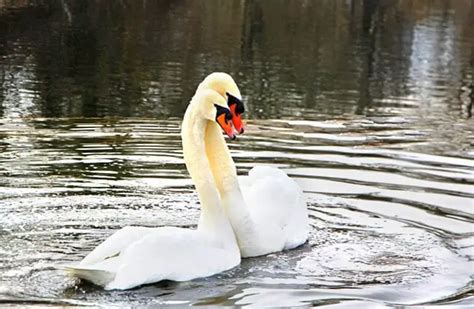 Mute Swan Facts