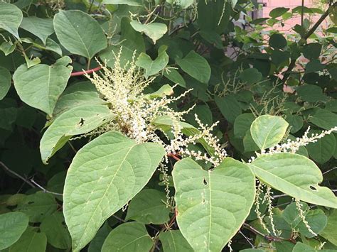 How To Identify Japanese Knotweed: In-Depth Knotweed Identification with Pictures | Phlorum