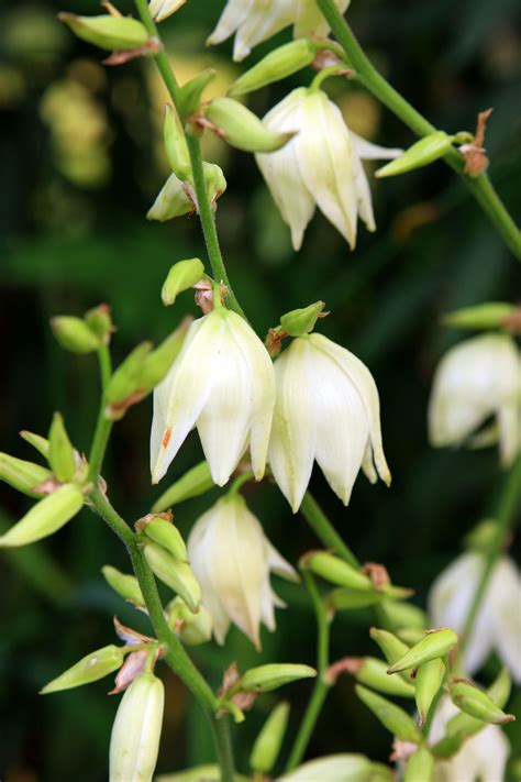 Yucca blossoms Yucca Tree, Yucca Plant, Desert Area, Desert Plants, Plant Roots, Growing Flowers ...