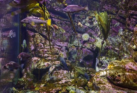 Alaska Sealife Center | Photos by Ron Niebrugge