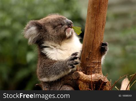 1+ Koala eating eucalyptus leafs Free Stock Photos - StockFreeImages