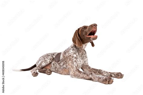 German Short haired Pointer puppy Stock Photo | Adobe Stock