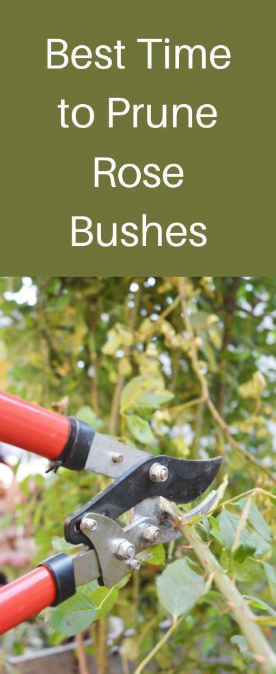 best time to trim rose bushes - Buzzme Chart