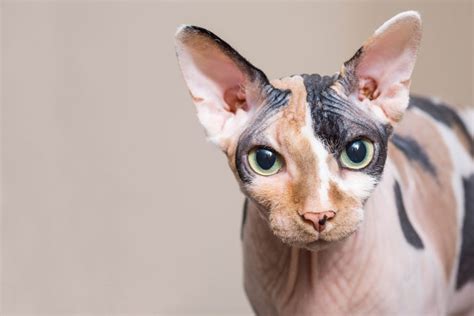 Sphynx Cat Breed Profile | Cat-World