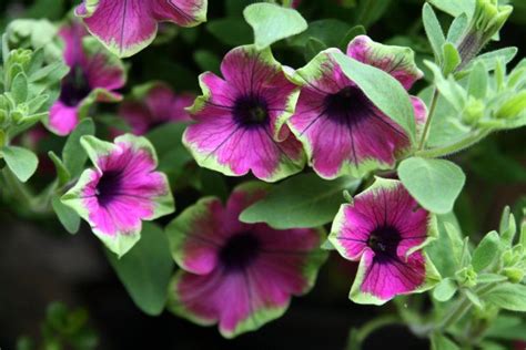 Petunias: Plant Care and Collection of Varieties - Garden.org