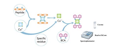 Bicinchoninic Acid (BCA) Protein Assay Kit – GenDEPOT