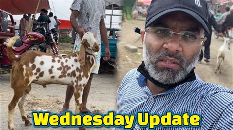 Lahore Bakra Mandi Wednesday Update Bakra Eid 2023 Maal. AA Gaya ...