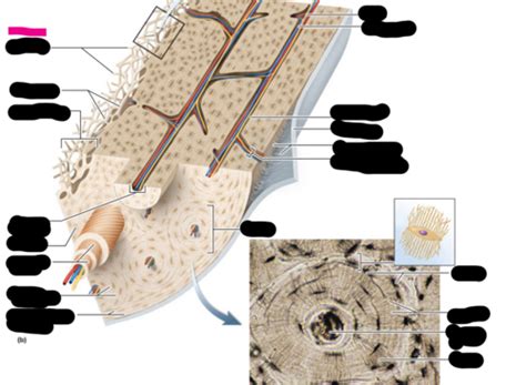 Histology of an Osteon Flashcards | Quizlet