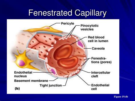 PPT - Blood Vessels PowerPoint Presentation, free download - ID:3005211