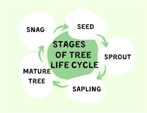 Stages Of Tree Life Cycle (2023)