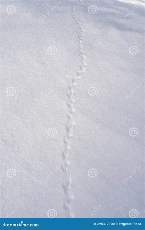 The Ground Covered with Snow and the Tracks of a Mouse or Common Vole ...