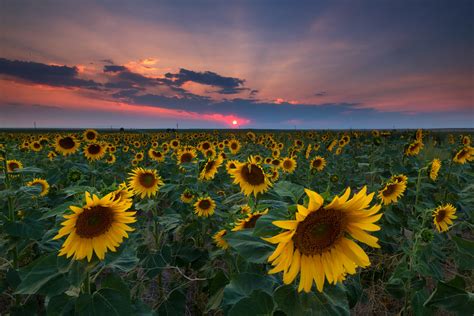 Sunflower Sunset | Last night I went out to DIA and wanted a… | Flickr