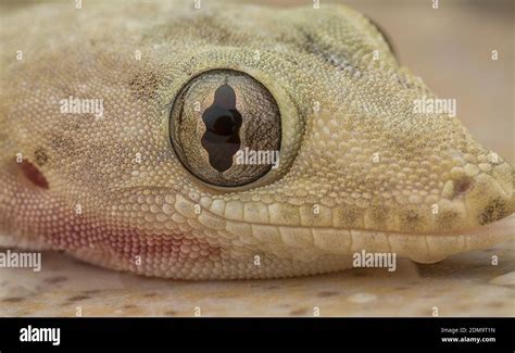 Common House Gecko Stock Photo - Alamy