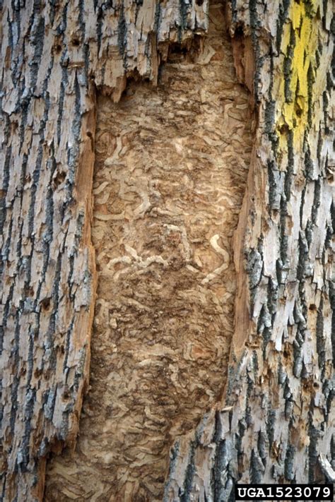 EAB now in St. Louis County – Wild Ones St. Louis