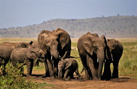 Elephant Conservation — Luxury Safari - Epic Road