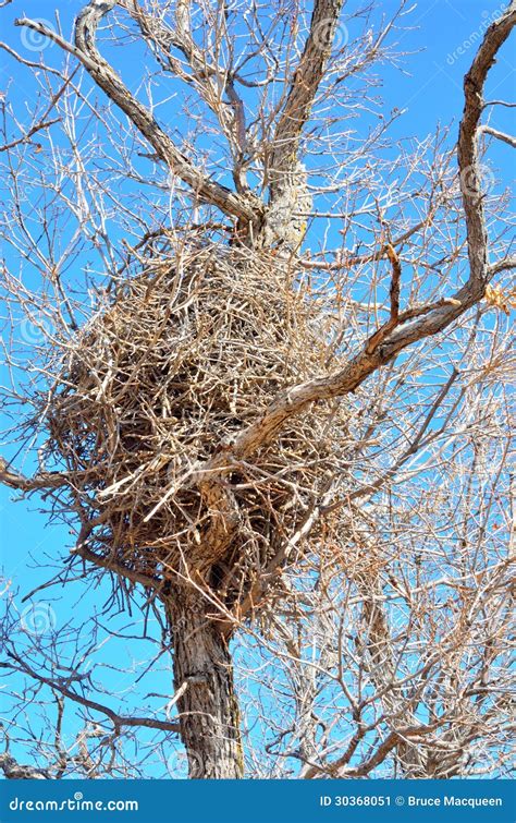 Magpie Nest stock image. Image of twigs, outdoors, wild - 30368051