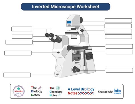 Inverted Microscope- Definition, Principle, Parts, Labeled Diagram ...