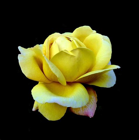 Texas Rose Photograph by Bishopston Fine Art - Fine Art America