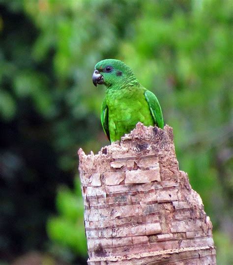 Birdernaturalist: Jamaica's Endemic Birds