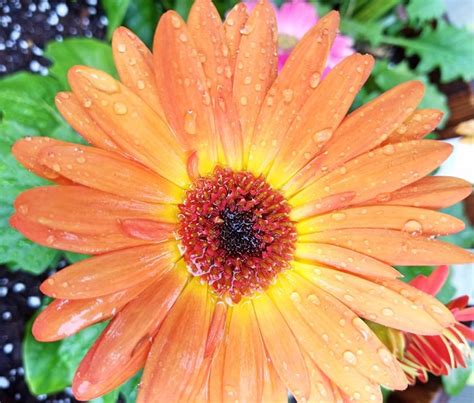 Gerbera Daisies: A Growing & Care Guide | Garden Design