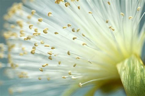 Fondo Detalle Flor De Zarza De Afeitar Cepillo De árbol El Malvaceae Foto E Imagen Para Descarga ...