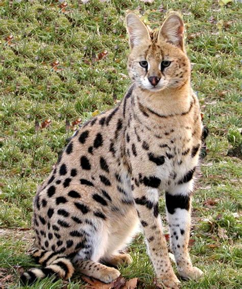 15 Things You Need to Know If You Want to Own a Serval Cat. #14 Might Change Your Mind.